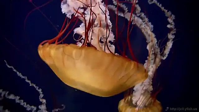 streamy test12 online show from 11-03-25, 11:55