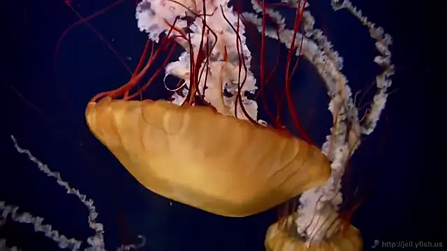 streamy test12 online show from 11-07-25, 12:27