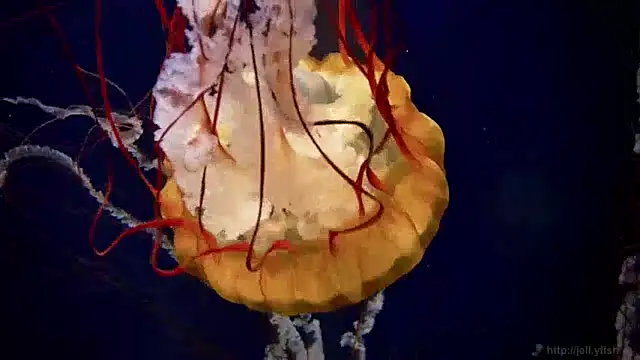 Snapshot of streamy_test15 chatting on 12-04-24, 08:23 streamy test15 online show from 12-04-24, 08:23