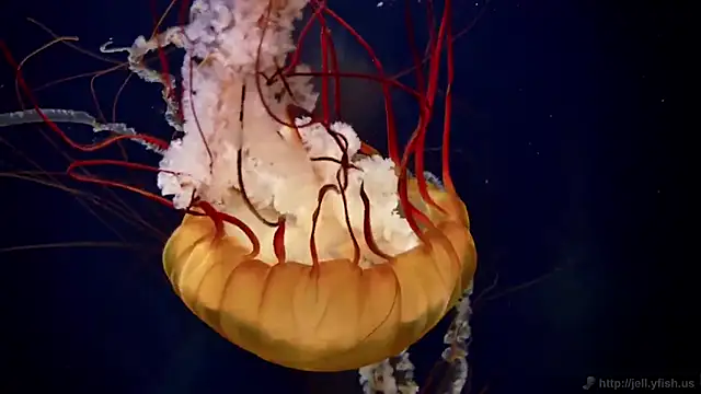 Snapshot of streamy_test15 chatting on 02-20-25, 08:17 streamy test15 online show from 02-20-25, 08:17