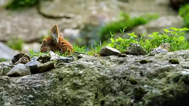 Snapshot of streamy_test15 chatting on 10-17-25, 07:00 streamy test15 online show from 10-17-25, 07:00