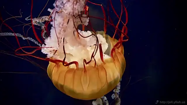 streamy test15 online show from 12-17-25, 12:11