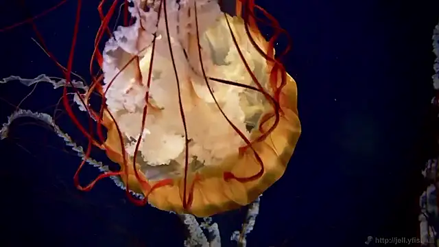 streamy test15 online show from 02-24-26, 02:15