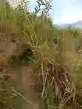 brigitht online show from 01-30-25, 12:59