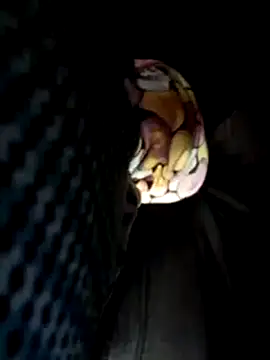 Policeman20742 online show from 03-17-25, 05:16