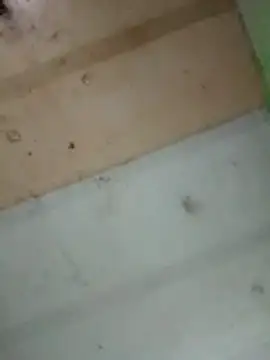 Alonsomadeira online show from 02-10-26, 11:53