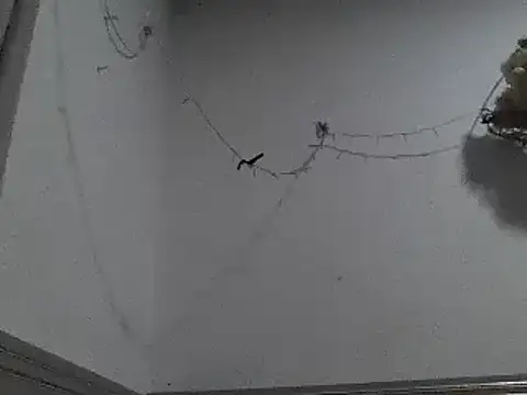 pedrodavid  online show from 12-08-24, 12:18