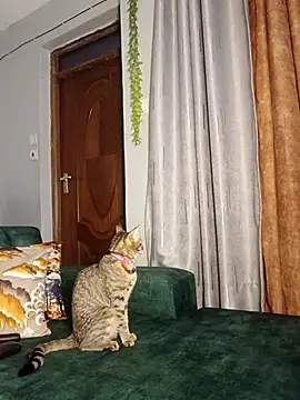 C-yoyo online show from 12-14-25, 09:58