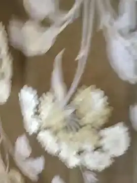 Snapshot of Raat_ki_rani_ chatting on 01-04-25, 05:05 Raat ki rani  online show from 01-04-25, 05:05