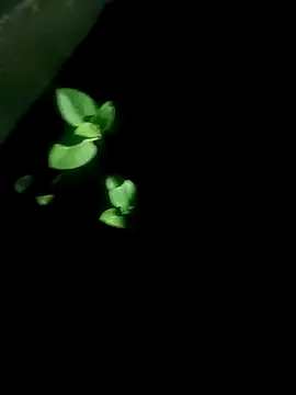 Snapshot of AloneDick chatting on 10-17-25, 01:03 AloneDick online show from 10-17-25, 01:03