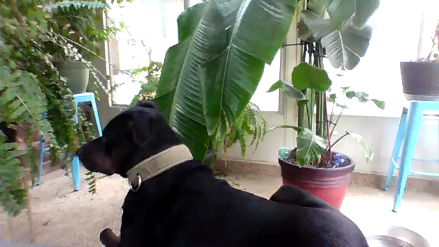 Big-Tits-McGee online show from 12-18-25, 04:13