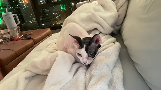 Graciemae baexx online show from 12-23-25, 03:48