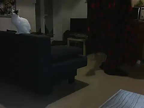 Snapshot of Lauzo21 chatting on 03-05-25, 03:51 Lauzo21 online show from 03-05-25, 03:51