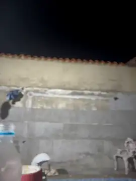 Leo bunny hot online show from 02-22-26, 02:02