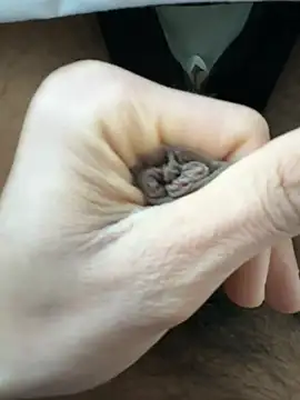 Snapshot of raju120011 chatting on 02-26-25, 04:35 raju120011 online show from 02-26-25, 04:35