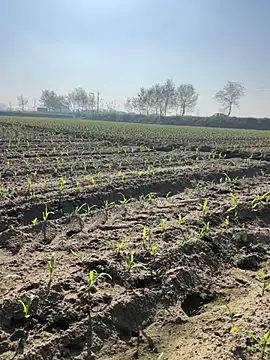 poision51 online show from 03-08-25, 04:12