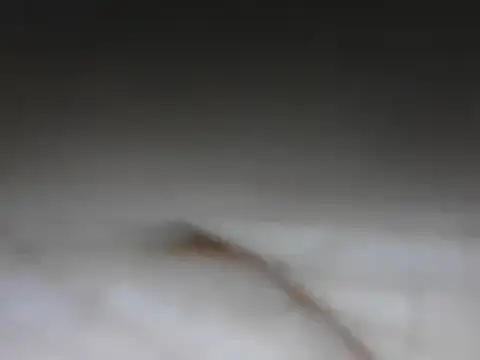 samee00721 online show from 01-24-25, 08:11