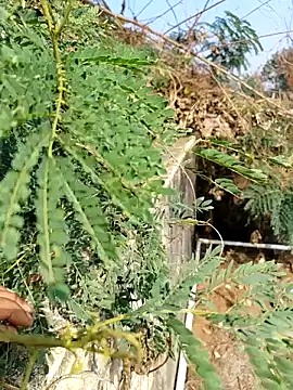 sweet suman online show from 12-03-25, 04:53