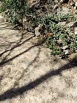 VelvetChocolate7 online show from 02-24-26, 08:29