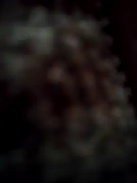 RODRI POLLADURA online show from 11-28-25, 02:42