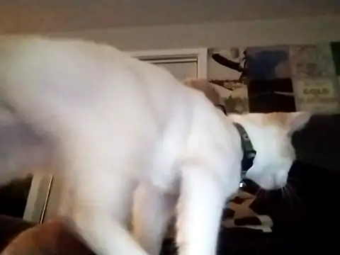 Snapshot of Futura_intx chatting on 09-12-25, 01:17 Futura intx online show from 09-12-25, 01:17