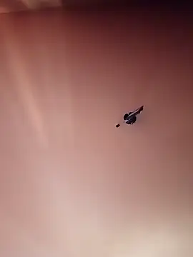 BR master online show from 09-19-25, 10:16