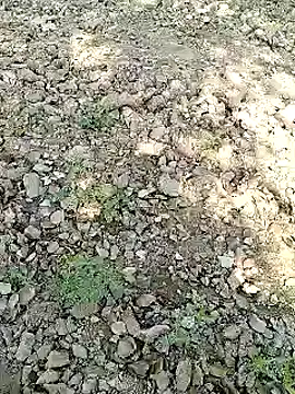 xmanrawan2 online show from 01-31-25, 07:07