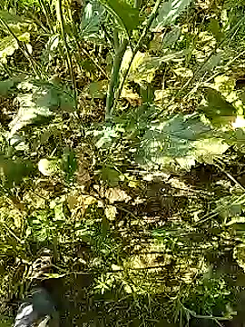 xmanrawan2 online show from 02-05-25, 05:20