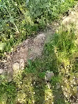 xmanrawan2 online show from 02-17-25, 04:31