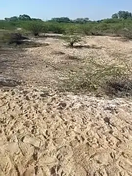 Delhi BoyBigcock online show from 03-11-25, 03:05