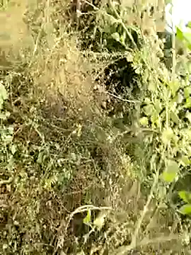 himvilohi08 online show from 01-08-26, 04:15