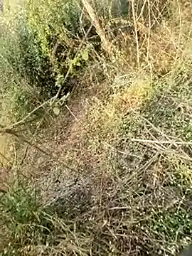 himvilohi08 online show from 02-11-26, 03:11