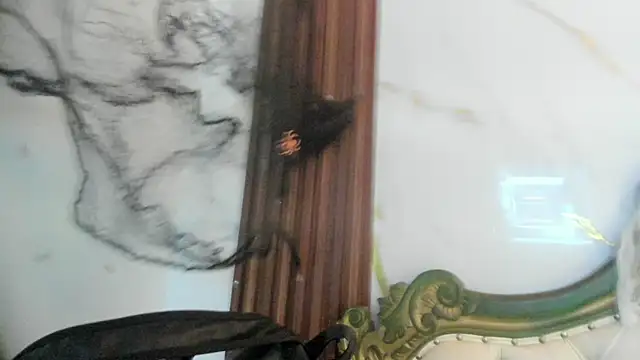 CoralieBronson online show from 10-28-25, 08:44