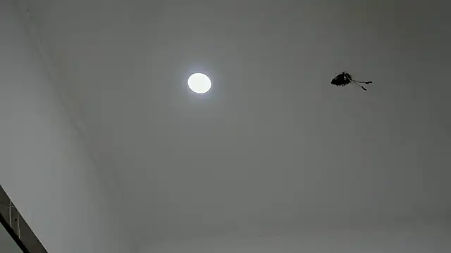 Snapshot of alice__brow chatting on 09-27-25, 03:17 alice  brow online show from 09-27-25, 03:17