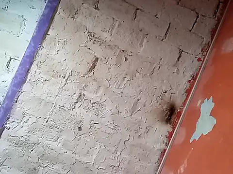 Hay-Viene-El-Huyy online show from 09-16-25, 11:55