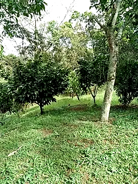 AlphaAlterX online show from 01-15-26, 02:43