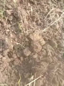 Susila ji online show from 11-20-25, 09:20