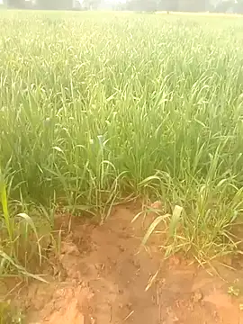 Susila ji online show from 01-18-26, 03:54