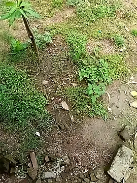 Snapshot of Rahul_Razz chatting on 10-04-25, 07:06 Rahul Razz online show from 10-04-25, 07:06