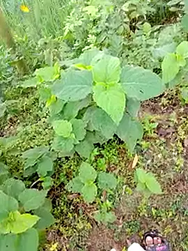 Snapshot of bigdaddyboy46 chatting on 09-09-25, 01:27 bigdaddyboy46 online show from 09-09-25, 01:27