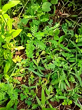 telugumodda4396 online show from 09-21-25, 07:10