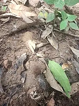 telugumodda4396 online show from 10-14-25, 05:30