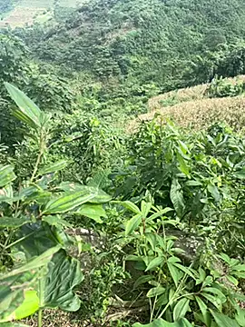 hi-hi-zz online show from 11-14-25, 05:50