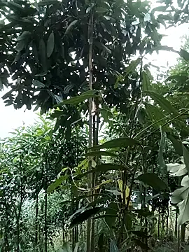 Snapshot of nat-tri chatting on 01-14-26, 01:33 nat-tri online show from 01-14-26, 01:33