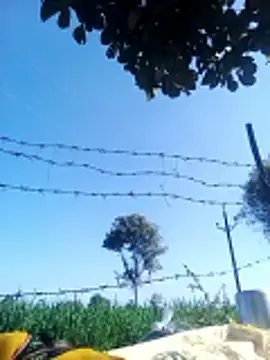 Sangita k online show from 12-20-25, 05:36