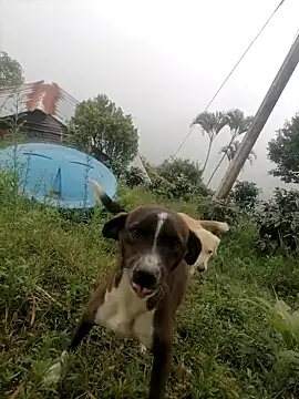 Snapshot of Ckinetor chatting on 01-11-26, 05:29 Ckinetor online show from 01-11-26, 05:29