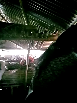 porimoi 505 online show from 12-15-25, 07:34