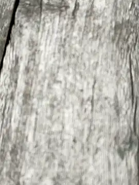 arman  sarkar online show from 12-21-25, 07:37