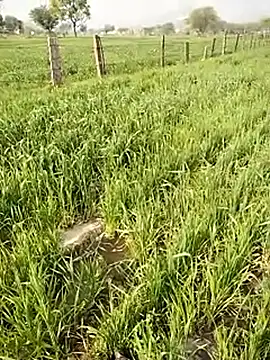 Snapshot of hornycouple20000 chatting on 01-09-26, 05:10 hornycouple20000 online show from 01-09-26, 05:10