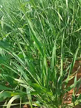 Kirti sexy online show from 01-15-26, 09:25